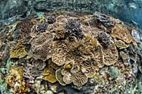 Soft Coral (Sinularia sp) in coral reef, Raja Ampa