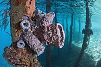 Sponges on stilts, Raja Ampat Islands, Indonesia