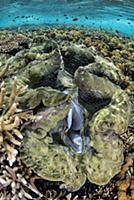 Giant Clam (Tridacna gigas) in coral reef, Raja Am