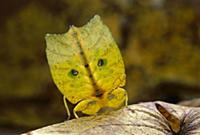 Leaf Insect (Phyllium sp) displaying tail showing 