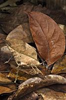 Katydid (Tettigoniidae) camouflaged in leaf litter