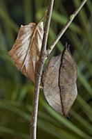 Indian Leaf Butterfly (Kallima paralekta) mimickin