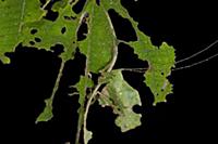 Leaf Katydid (Typophyllum bolivari) male camouflag