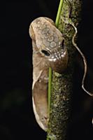 Moth caterpillar gives the threatening appearance 