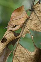 Grasshopper (Chorotypus sp) mimicking leaf, Malays