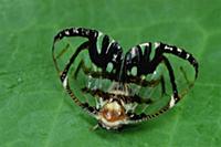 Froghopper (Cercopidae) with wing markings mimicki