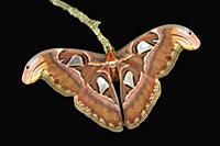 Atlas Moth (Attacus atlas), wing tip mimics a snak