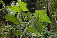 Katydid (Cycloptera speculata) mimicking green lea