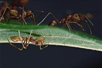 Green Tree Ant (Oecophylla smaragdina) group on to