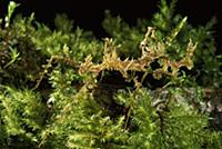 Walking Stick insect camouflaged as lichen, Costa 