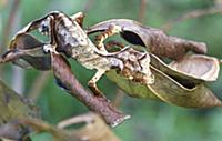 Fantastic Leaf-tail Gecko (Uroplatus phantasticus)