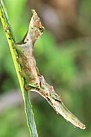 Prominent Moth (Nystalea aequipars) caterpillar mi