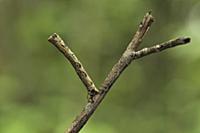 Looper Moth (Geometridae) caterpillar mimicking tw