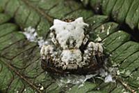 Bird-dropping Crab Spider (Phrynarachne decipiens)