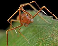 Ant-mimic Crab Spider (Amyciaea lineatipes), ant m