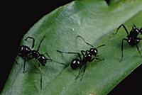 Ant-mimicking Jumping Spider (Myrmarachne sp) on l