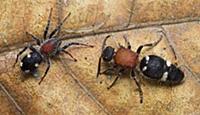 Velvet Ant (Pristomutilla sp) with its mimic, the 