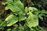 Walking Leaf (Phylliidae) mimicking leaf in cloud 