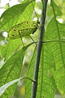 Katydid (Tettigoniidae) camouglaged against leaves