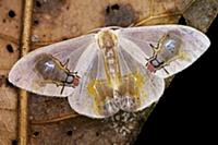 Moth (Macrocilix maia), with false fly spots, Danu