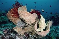 Frogfish (Antennarius sp) resembles a sponge and a