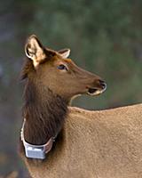 Elk (Cervus elaphus) female with tracking collar, 