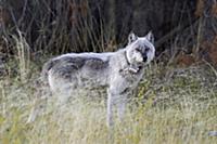 Gray Wolf (Canis lupus) with a radio collar, Alber