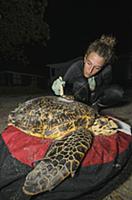 Hawksbill Sea Turtle (Eretmochelys imbricata) biol