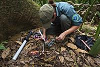 Coconut Crab (Birgus latro) being marked by field 