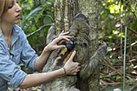 Brown-throated Three-toed Sloth (Bradypus variegat