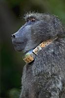 Chacma Baboon (Papio ursinus) alpha male wearing c