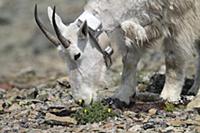 Mountain Goat (Oreamnos americanus) collared nanny