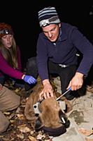 Mountain Lion (Puma concolor) biologist, Chris Wil