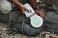 Komodo Dragon (Varanus komodoensis) being implante