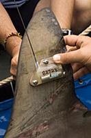 Scalloped Hammerhead Shark (Sphyrna lewini) tag on