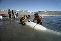 Beluga (Delphinapterus leucas) whale, being tagged