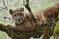 Mountain Lion (Puma concolor) male in tree during 