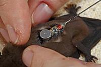 Radio transmitter on the back of a bat used by sci