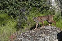 Spanish Lynx (Lynx pardinus) male, one year old, w