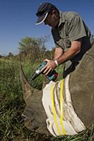 White Rhinoceros (Ceratotherium simum) sedated for