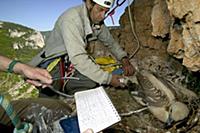 Griffon Vulture (Gyps fulvus) researchers banding 