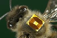 Honey Bee (Apis mellifera) with a RFID-Chip on its