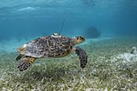 Hawksbill Sea Turtle (Eretmochelys imbricata) with