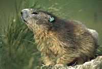 Alpine Marmot (Marmota marmota) adult with a resea