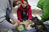 Coyote (Canis latrans) biologist, Marcus Mueller, 