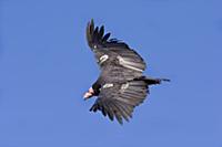 California Condor (Gymnogyps californianus) note t