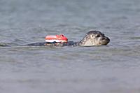 Common Seal (Phoca vitulina) with radio transmitte