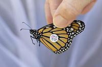 Monarch (Danaus plexippus) butterfly tagged by sci