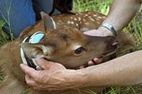 American Elk (Cervus elaphus nelsoni) two day old 