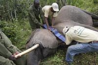 African Elephant (Loxodonta africana) female has G